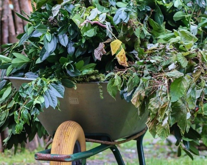 Baum_Strauchschnitt.jpg Baum_Strauchschnitt.jpg