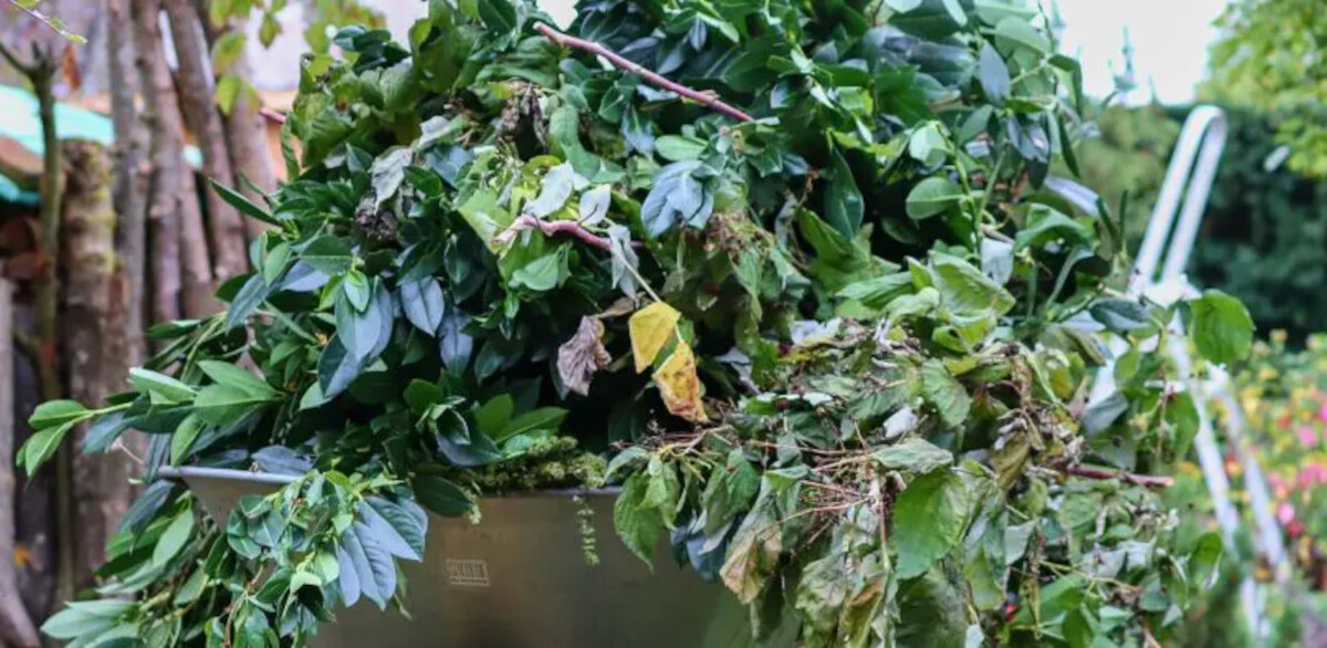 gruenschnitt-1200.png gruenschnitt-1200.png