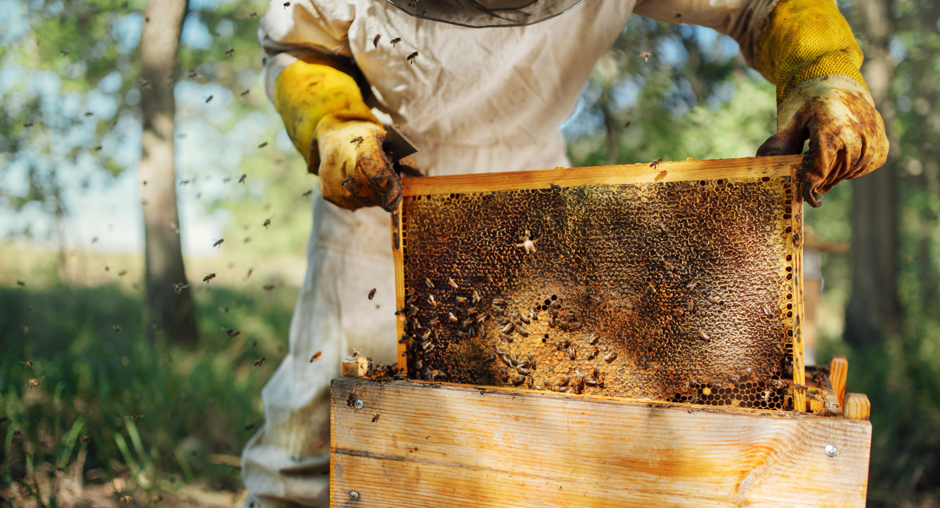 Bienen Adobe.jpg Bienen Adobe.jpg
